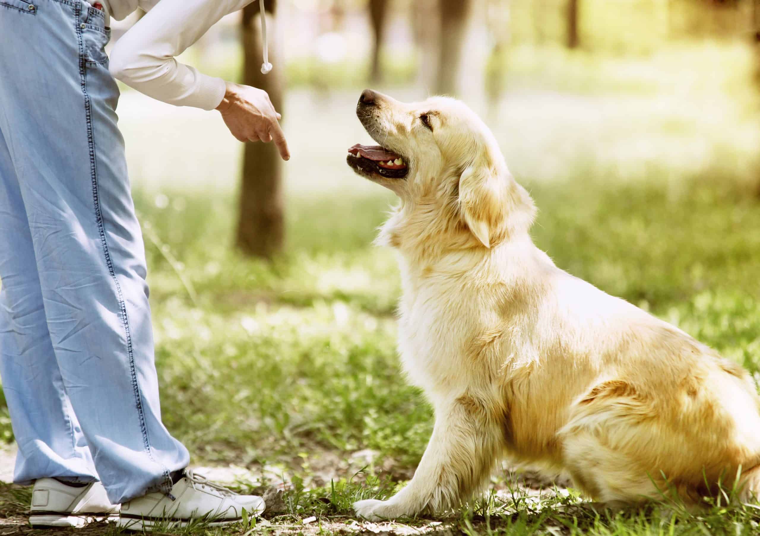 Is it Easy to Train Golden Retrievers?