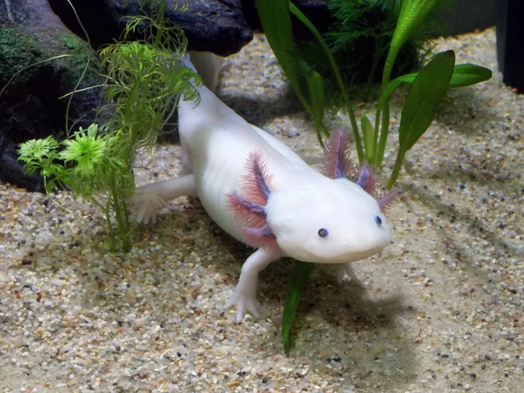 Axolotls: 6 Interesting Facts